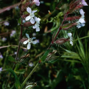 Silene gallica, Landing Cove trail, Santa Barbara Island