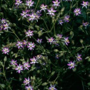 Spergularia bocconei, Landing Cove, Santa Barbara Island