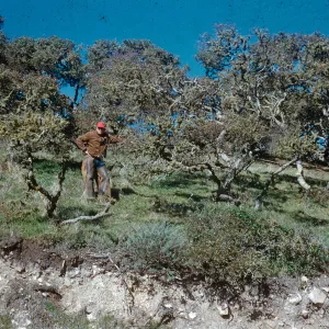 Island Oaks, Black Mountain