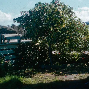 California Tree Mallow, Ranch House, Santa Rosa Island