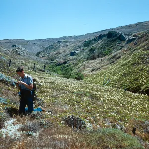 convolvulus Macrostegius, Bob Haller, at head of Canyon del Mar, San Miguel Island