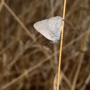butterfly, Santa Catalina Island
