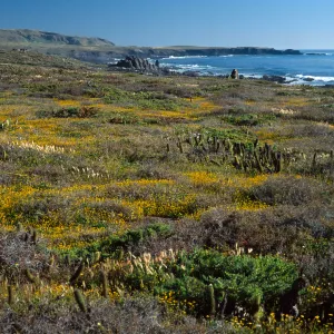 Lasthenia, West side, Santa Catalina Island