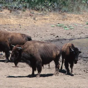 bison, Echo Lake, Santa Catalina Island