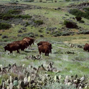 bison, road to Isthmus, Santa Catalina Island