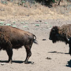 bison, Echo Lake, Santa Catalina Island