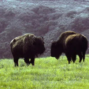 bison above Little Harbor, Santa Catalina Island