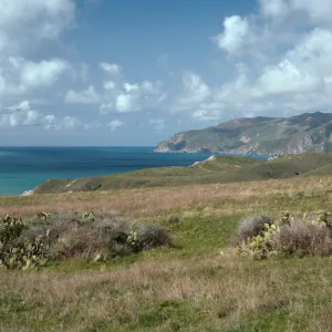Bison, East of Little Harbor, from Little Harbor Road, Santa Catalina Island