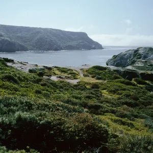 Little Harbor, Coastal Sage Scrub, Santa Catalina Island