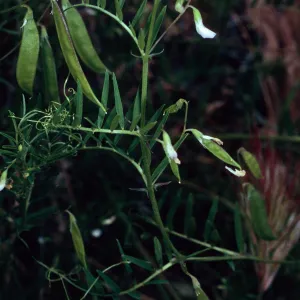 Vicia, Santa Catalina Island