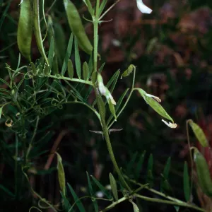 Vicia, Santa Catalina Island