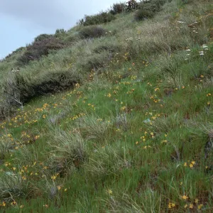 Bloomeria crocea, East side of Catalina Harbor, Santa Catalina Island