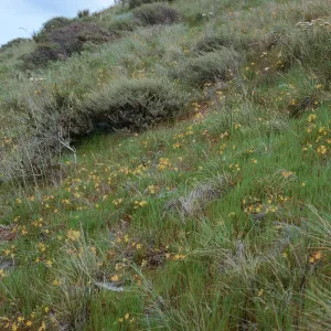 Bloomeria crocea, East side of Catalina Harbor, Santa Catalina Island