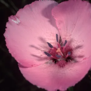 Calochortus splendens, Santa Catalina Island