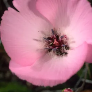 Calochortus splendens w/bees, Santa Catalina Island