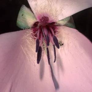 Calochortus splendens, Santa Catalina Island