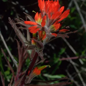 Castilleja affinis, Cape Canyon, Santa Catalina Island