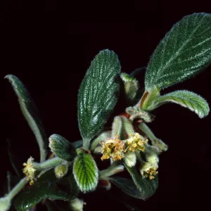Cercocarpus traskiae, Wrigley Garden, Santa Catalina Island