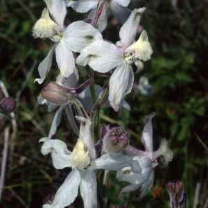 Delphinium variegaum kimkiense, Santa Catalina Island