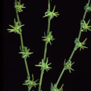 Harpagonella palmeri, Santa Catalina Island