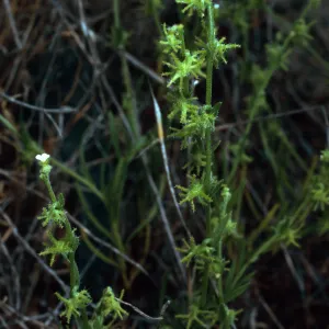 Harpagonella palmeri, Santa Catalina Island