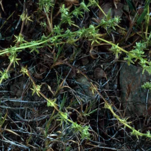 Harpagonella palmeri, Santa Catalina Island