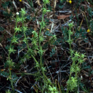 Harpagonella palmeri, Santa Catalina Island