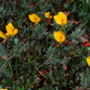 Lotus strigosus, Cape Canyon, Santa Catalina Island