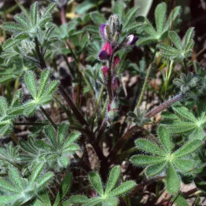 Lupiinus concinnus, Cape Canyon, Santa Catalina Island