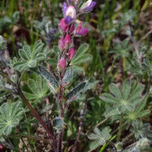Lupinus concinnus, Santa Catalina Island
