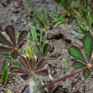 Lupinus hirsutissimus, Cape Canyon, Santa Catalina Island