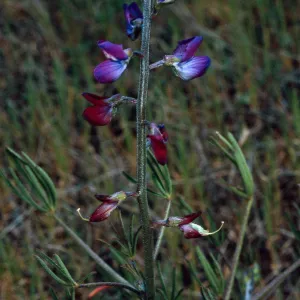 Lupinus truncatus, Santa Catalina Island