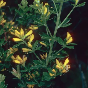 Cytisus, Hermit Gulch Trail, Avalon Canyon, Santa Catalina Island