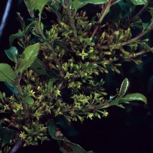 Rhamnus pirifolia, Hermit Gulch Trail, Avalon Canyon, Santa Catalina Island