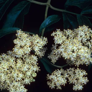 Sambucus mexicana, Avalon Canyon, Santa Catalina Island