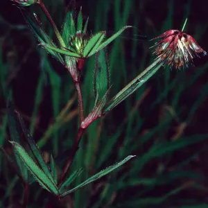 Trifolium palmeri, East side of Catalina Harbor, Santa Catalina Island
