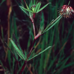 Trifolium palmeri, East side of Catalina Harbor, Santa Catalina Island