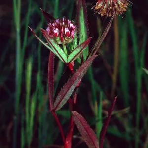 Trifolium palmeri, East side of Catalina Harbor, Santa Catalina Island