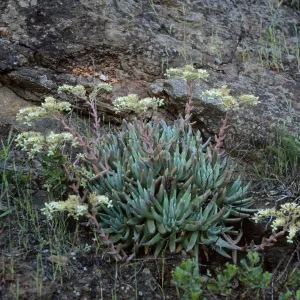 Dudleya hassei, Santa Catalina Island