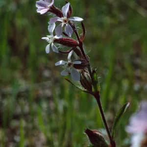 Silene gallica, Cape Canyon, Santa Catalina Island