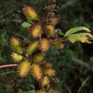 Xanthium strumabrium, Santa Catalina Island