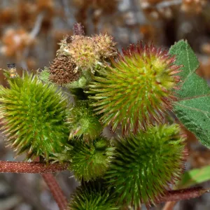 Xanthium strumabrium, Santa Catalina Island