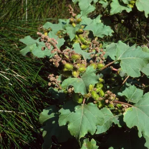 Xanthium strumabrium, Santa Catalina Island