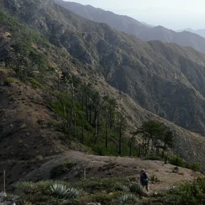 Pinus, ridge above Cañada de la Mina, Cedros Island