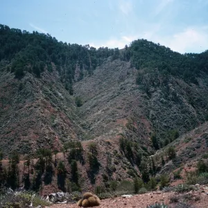 upper Cañada de la Mina,Cedros Island