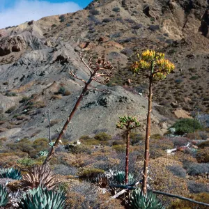 Agave (Century Plant), Gran Caï¿½on, Cedros Island