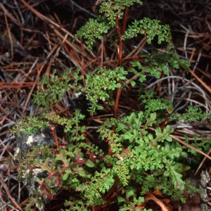 Senecio, Cedros Island