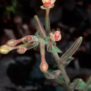 Camissonia cardiophylla cedrasense, Cedros Island