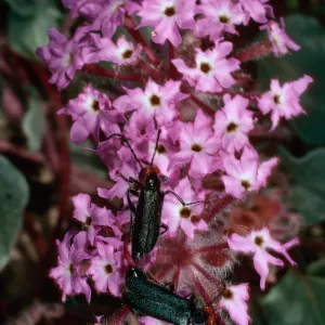 Abronia villosa, Anza Borrego