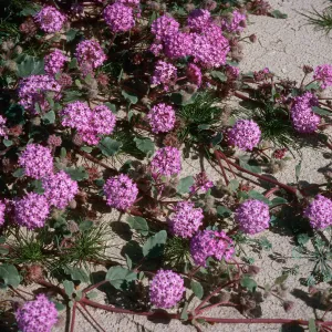 Abronia villosa, Anza Borrego